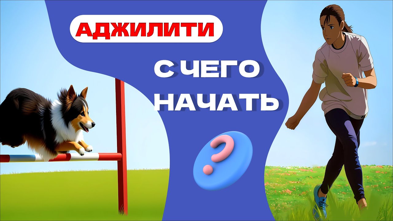 Аджилити с чего начать, аджилити без снарядов, база аджилити