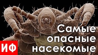 САМЫЕ ОПАСНЫЕ НАСЕКОМЫЕ И ПАУКИ #ИФ(У каждого человека разное отношение к насекомым и паукам. При виде огромного паука мы можем испытывать..., 2016-06-14T15:08:46.000Z)