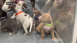 BARCS takes in abused animals from 2nd raid in 2 weeks