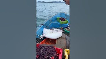 Trải Hơn 100 Lưỡi Câu Bằng Thịt Bò, Cuối Cùng Chỉ Trông Chờ Vào Một Con Cá Khổng Lồ #shorts #fishing