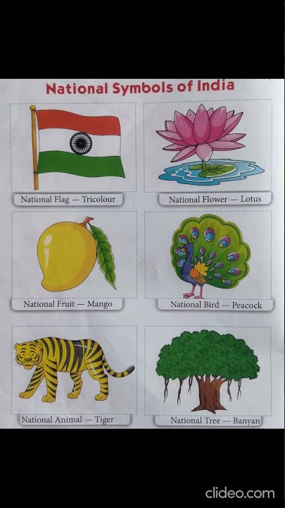 National Symbols of India 🇮🇳 #symbols #symbol #national #india