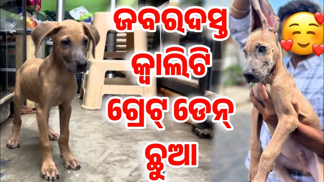 Best Quality Great Dane Dog heavy quality available in Odisha 