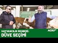 Düve Alım ve Satımında Dikkat Edilmesi Gerekenler / AGRO TV