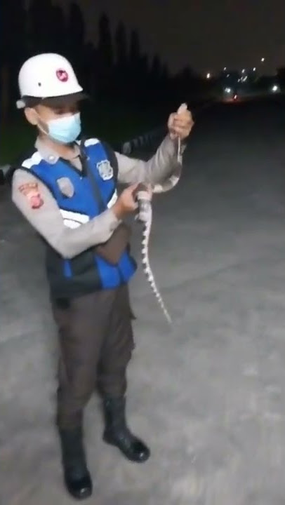 Evacuate again the Malayan Krait or weling snake