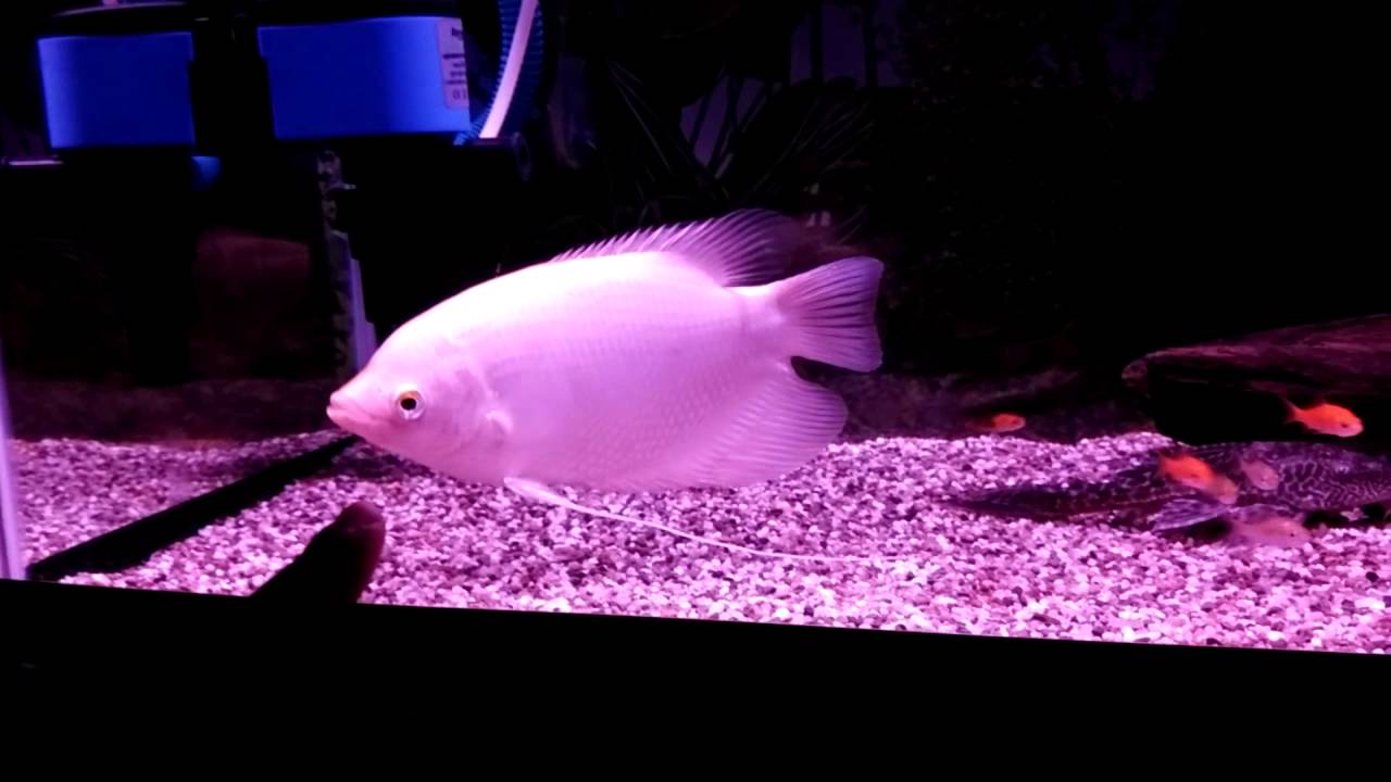 Ikan Kaloi Emas Youtube Ikan Kaloi Emas Youtube