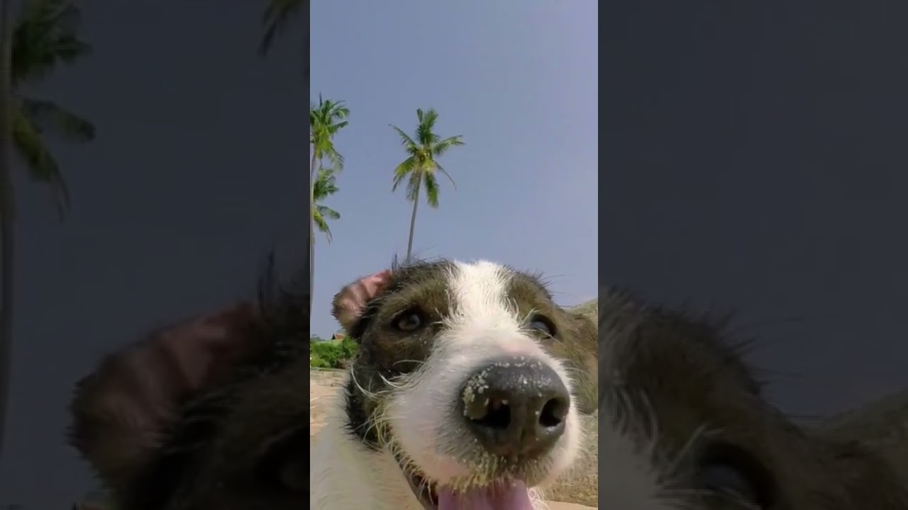 Hund am Strand - Urlaubsfeeling - lustiges Hundevideo - Funny Video