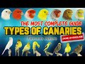 Types of canaries guide of canaries  breeds of canaries