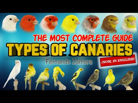 Video: Canary reel: tipos y características