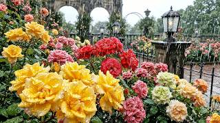 Relaxing Garden Rain for Busy Minds 🌹 Peaceful Garden Rain for Deep Sleep, Focus & Study 4K ASMR
