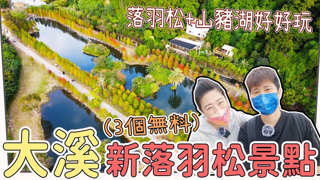 桃園/大溪新落羽松景點，桃園市政府2019年在月眉人工濕地生態公園種下的落羽松，長大囉～落羽松林立水塘邊，絕美水中倒影！怎麼可以錯過呢？還可以順遊山豬湖自然生態公園，漂亮的大溪河濱公園，也有落羽松喔！