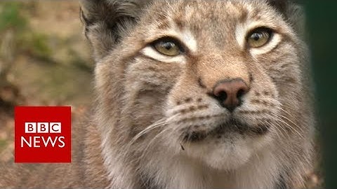 Will wildcat lynx be reintroduced to the UK? - BBC News