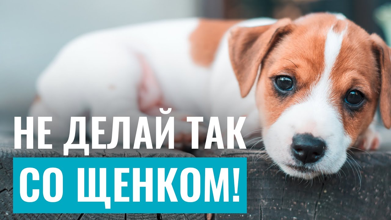 школа послушания для собак