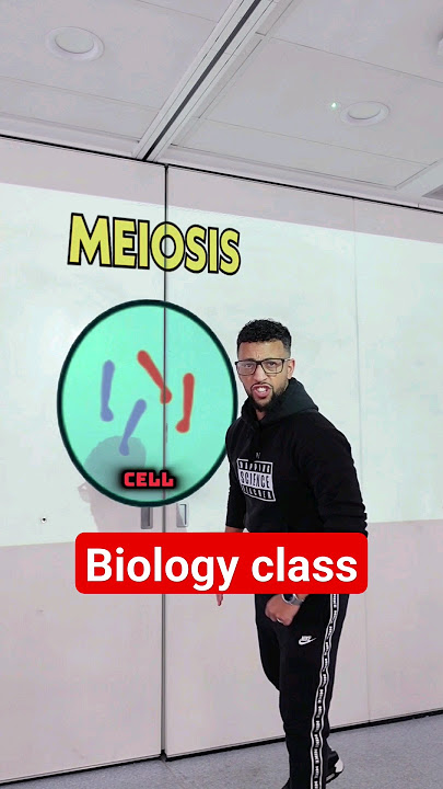 Meiosis explained - GCSE
