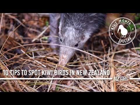 Video: Dove vedere i kiwi allo stato brado in Nuova Zelanda