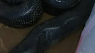 The Sumatran shorttail pythons,p.curtus