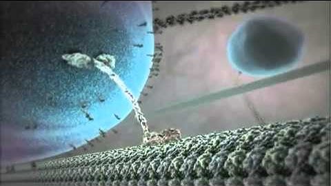The Inner Life of the Cell