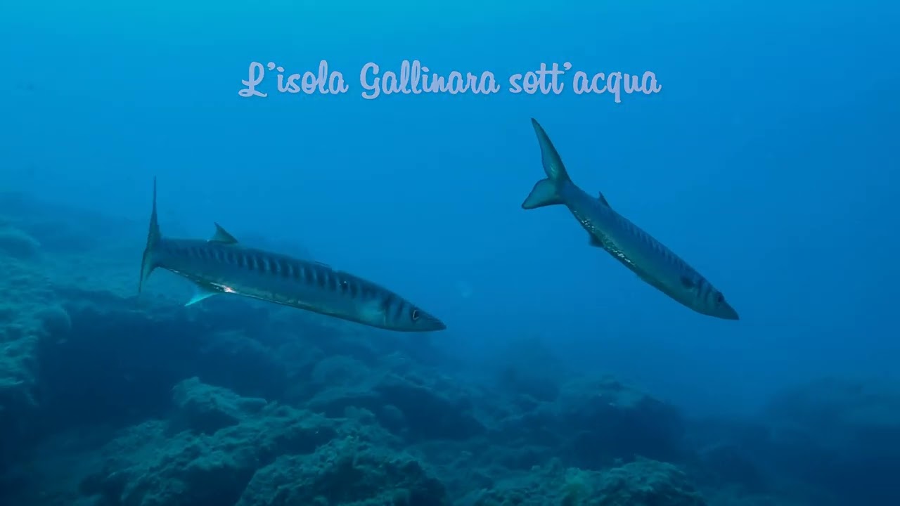 GALLINARA HERE WE ARE