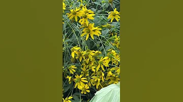The Bees Are Abuzz 