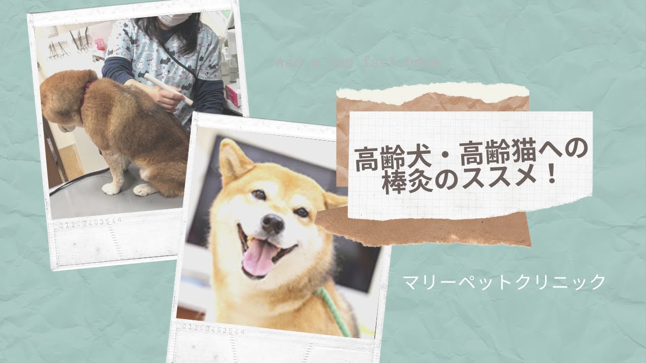 高齢犬 高齢猫への棒灸のススメ マリーペットクリニック Youtube