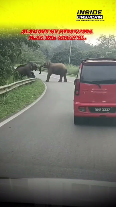 ALAMAK NAK BERASMARA PLAK DAH GAJAH² NI..