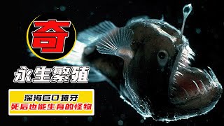 死後也能生育的琵琶魚！地球上唯壹擁有不滅能力的動物