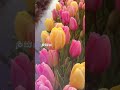 Dil ne tera naam liya #trending #hindisong #newsong #aestheic #lyrics #animation #hindisong #love#yt