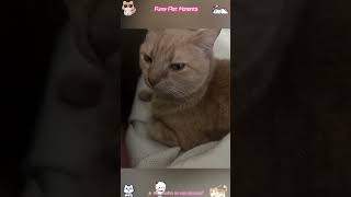 Funny Pet Fails You Can’t Miss 😂#funnypets #petfails #cuteanimals #trynottolaugh #sillypets