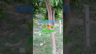 #khubsurat# short# videoreel 🌳🥭🌿🙏 please subscribe 🙏