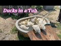 Ducks in a tub       #ducklings  #ducks