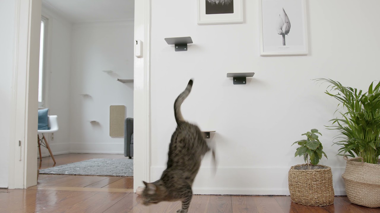 STEPS Cat wall stairs by LucyBalu - YouTube