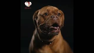 Dogue De Bordeaux | Dog | Studio | Brown | All 4 Pets | 4K | Ultra HD