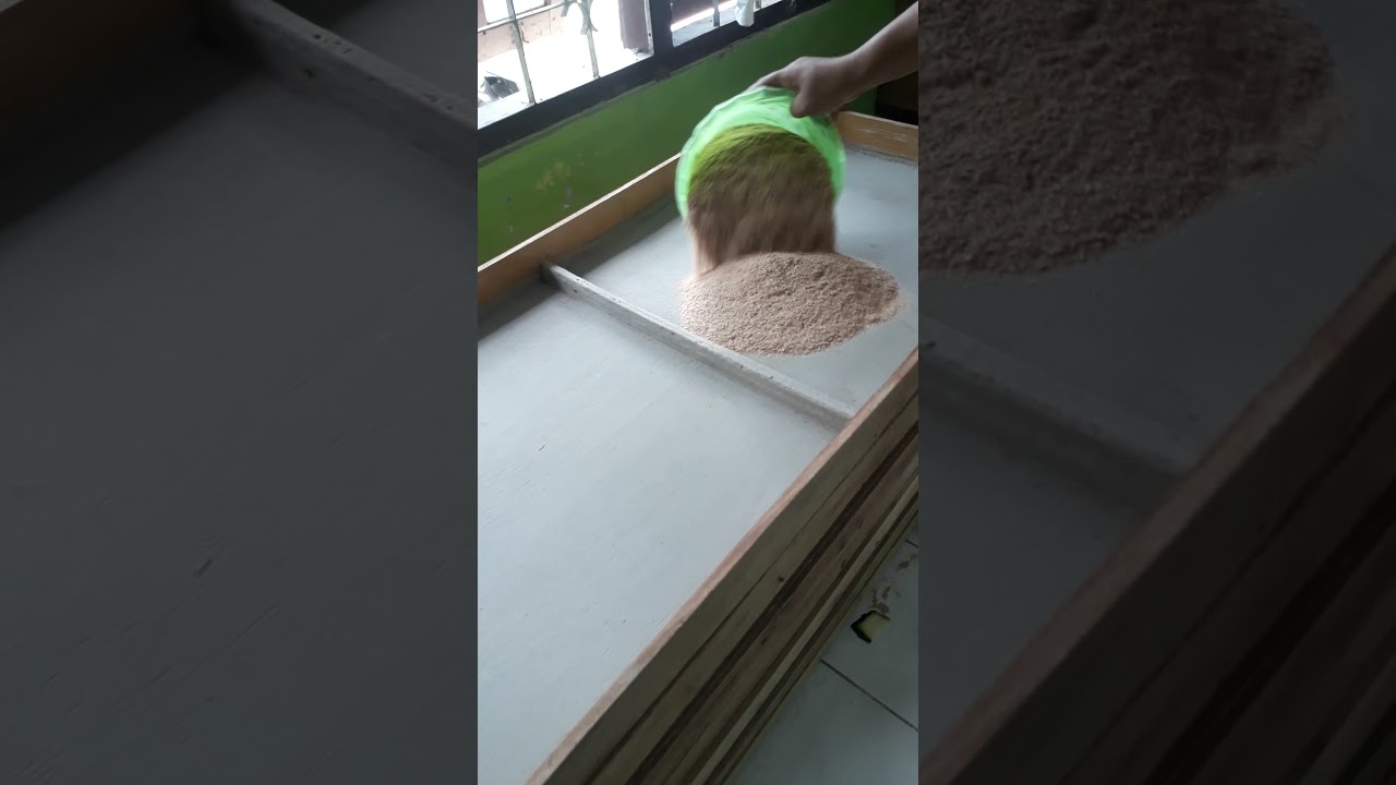 pembagiaan atau pemecahan ulat jerman dari bak plastik ke bak kayu biar cepat besar