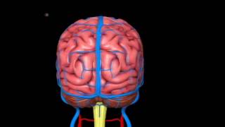 You Can Now See the Human Brain in 3D