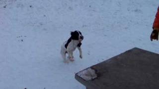 Pine Shadows Sheba Video.MOV