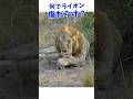 #日本人サファリガイド 太田ゆかに聞いてみた! 何であのライオン傷だらけなの? #shorts #アフリカ #動物 #サファリ #ライオン