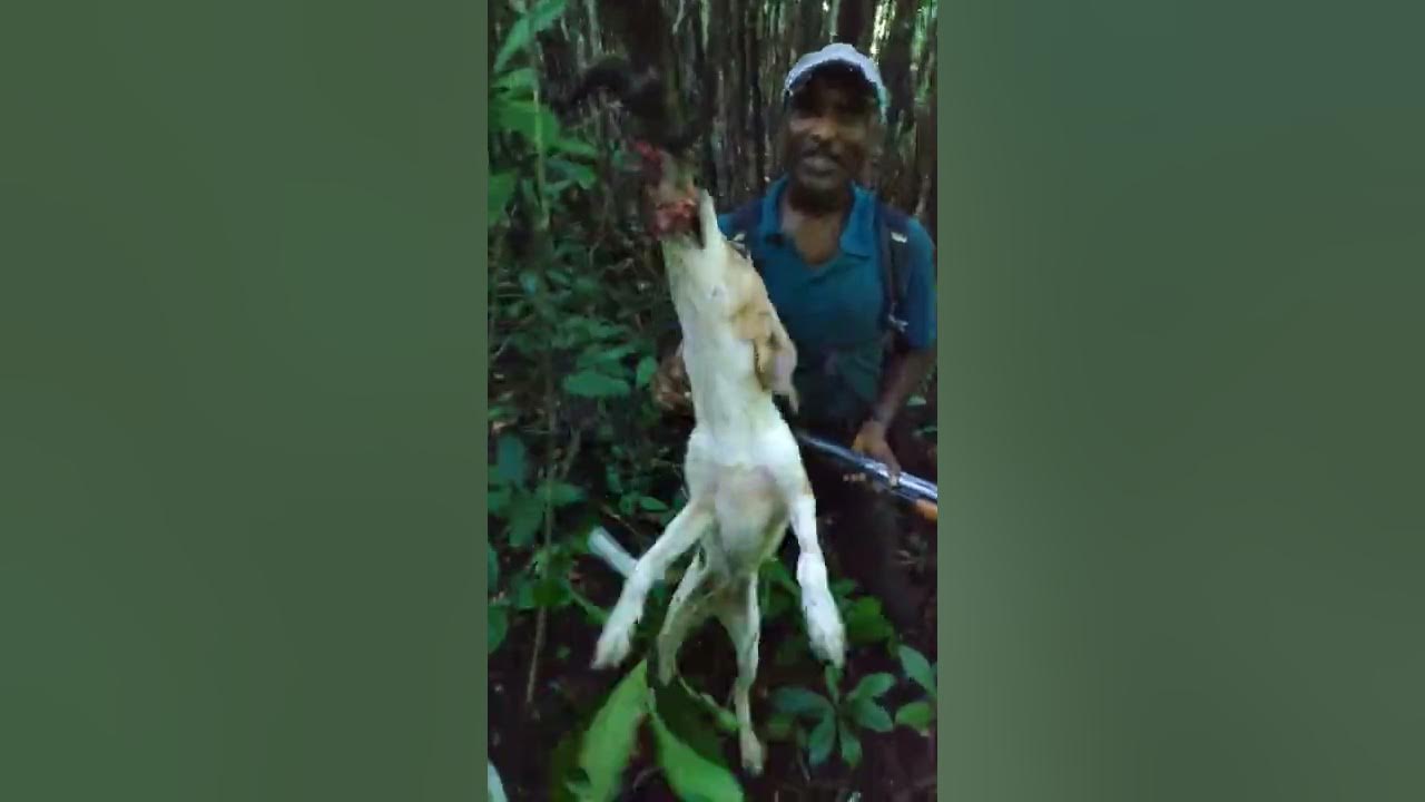 Hunting Agouti with Shotguns and Dogs in Trinidad Forest YouTube