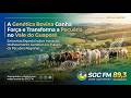 Genética bovina ganha força e transforma a pecuária no Vale do Guaporé | Reportagem Especial SGC FM