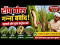 Ganne me lagne wala top borer|गन्ने में टॉप बोरर कीट का पूरा इलाज |Shorts|#ganna #insecticides #fe