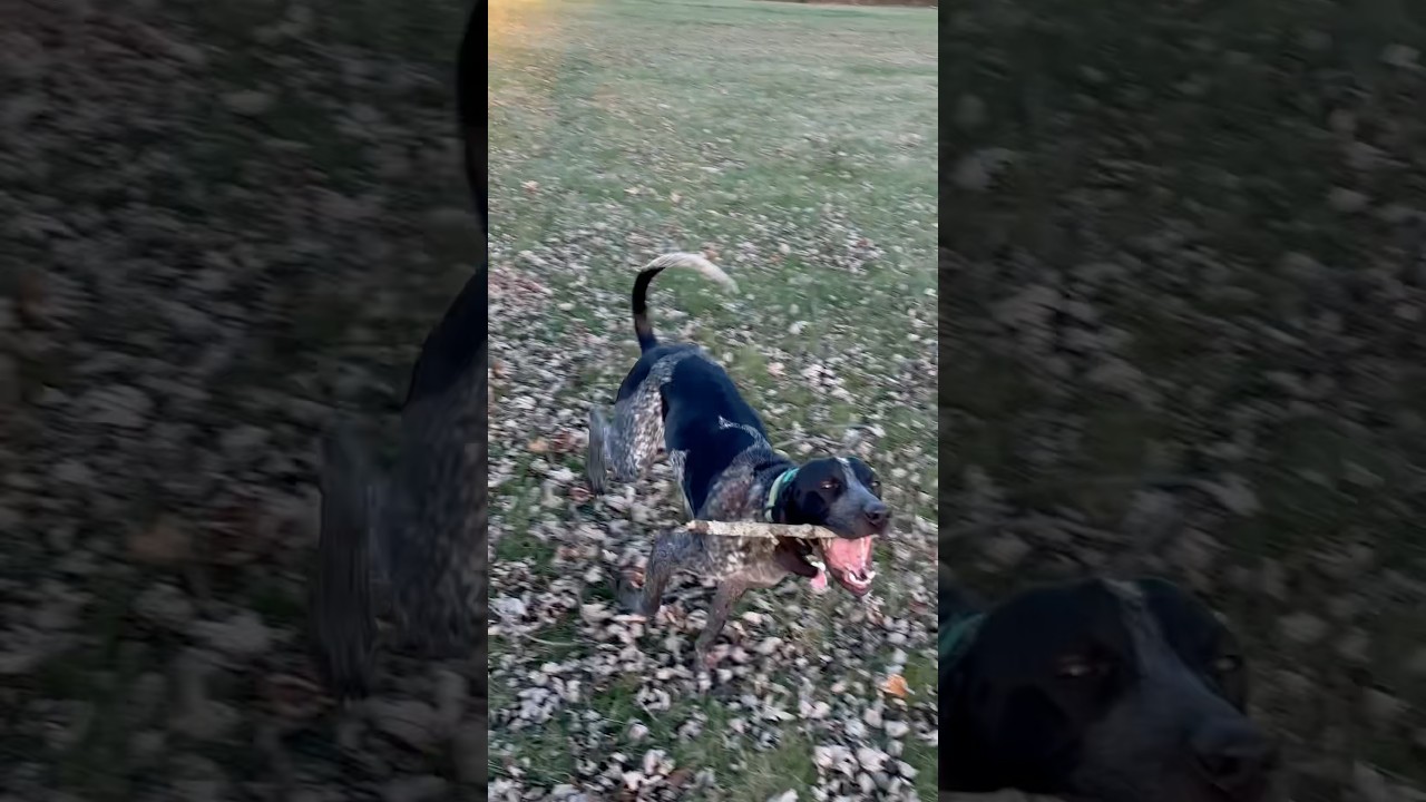 Playing fetch but can’t touch his stick 