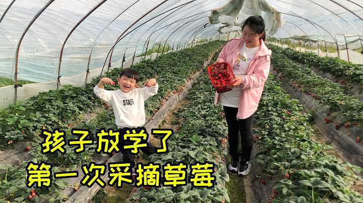 媽媽帶孩子去摘草莓，每斤15塊錢，可以隨便吃，味道太甜了吧 - 天天要聞
