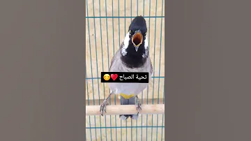 تغريد بلبل عراقي اليف يخبل 