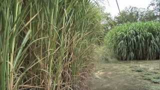 UGA Searching For Best Grass For Biofuel