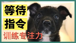 专业训犬师的秘密--每只狗狗都该学会的默认行为训练 by Cally的科学训狗教室 2,837 views 2 years ago 7 minutes, 10 seconds