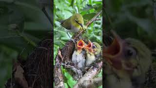 鸟崽长大了，需要的食物也越来越多 #birds #捕食瞬间 #感人时刻#母爱#生命的奇迹