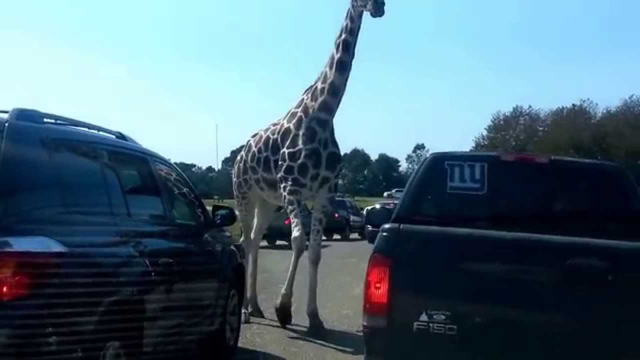 Giraffes car window 6 Flags great adventures kids funny YouTube