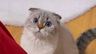 This Unadoptable Cat Chose Her Own Family—On Her Own Terms