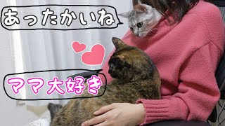 寒い日はママの上に集合する猫たち