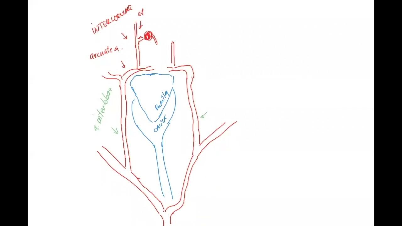 Nephrology 1 ENG (pyramid, papilla, vas afferens and efferens, NSAIDs