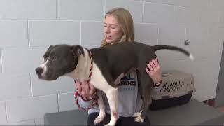 RESCUE ROUNDUP: Sweet and shy Weezy is ready for her forever home
