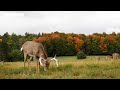 Voyages vert vous  qubec  dcouverte de la rgion dabitibitmiscamingue